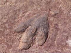 Bild mit einem versteinerten Dinosaurierfussabdruck